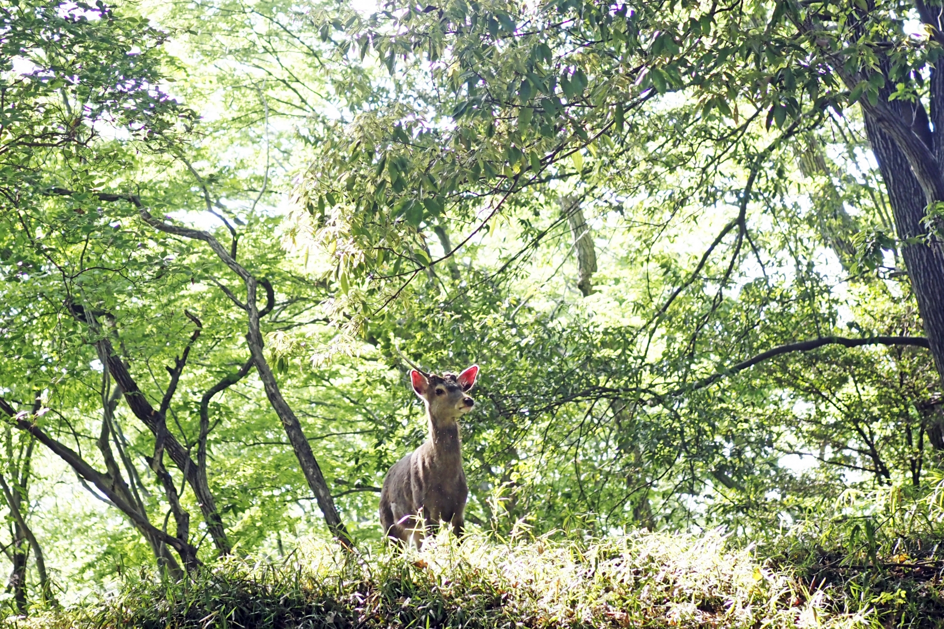 ジビエの歴史とは?現代の食卓に選ばれる理由3つ