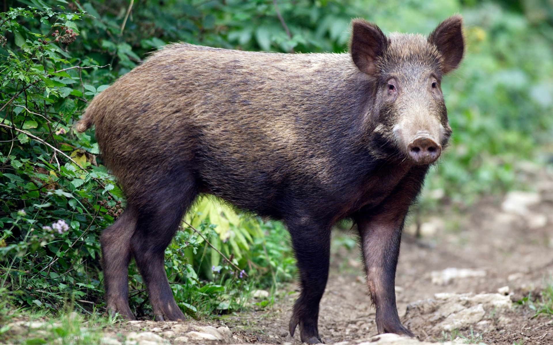 ジビエってなんで臭いの?臭みを取るにはどうすればいい?