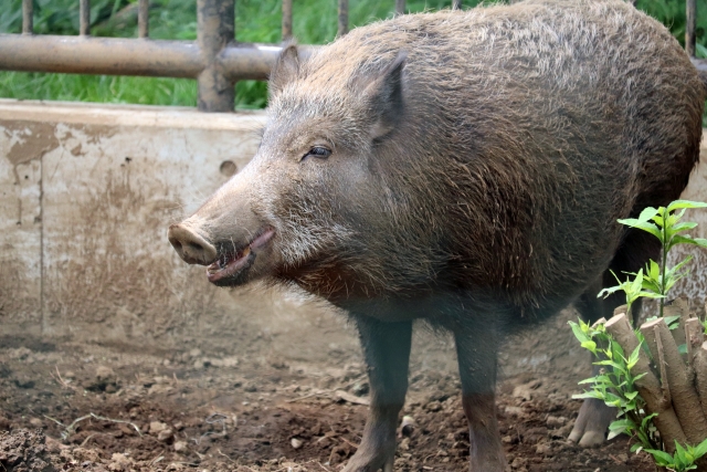 イノシシ肉の栄養・カロリーとは?効能を引き出すレシピや調理の注意点