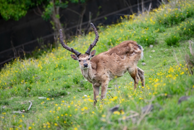 鹿肉の栄養価を徹底解説!健康維持につながる効能と安全な調理法