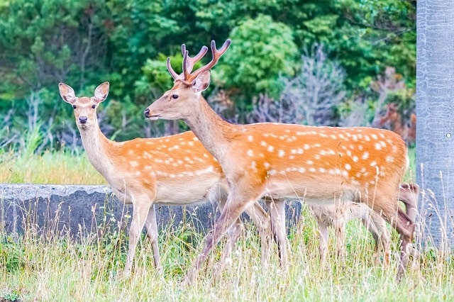 2匹の野生の鹿
